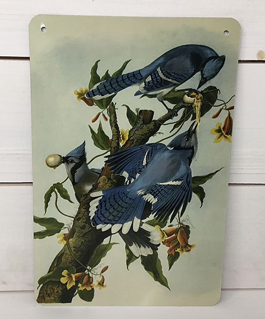Blue Jay Wall Art | Zulily