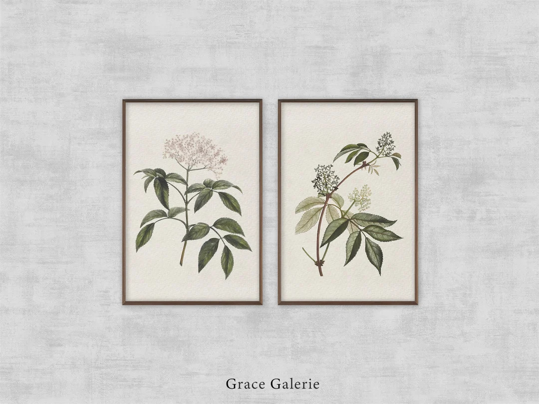 Vintage Botany Gallery Wall Art | Set of 2 | Elderberry Flowering Branch | Red Elderberry | PRINT... | Etsy (US)