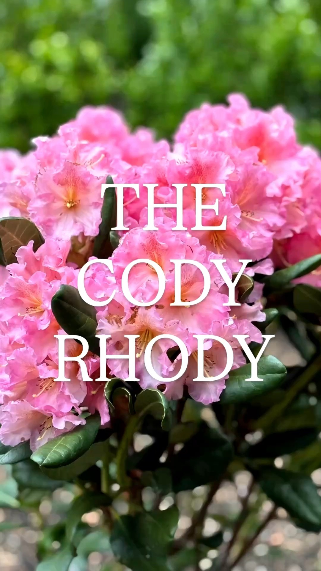 Cody Rhododendrons: The Story Behind Them

Confession… I now have 8 of these. The Cody rhododendrons completely stole my heart. They add beautiful texture, year-round greenery, and a meaningful touch to our landscaping. Sharing the exact plants I planted and why I love them so much.

#LTKHome #LTKSeasonal #LTKmomlife