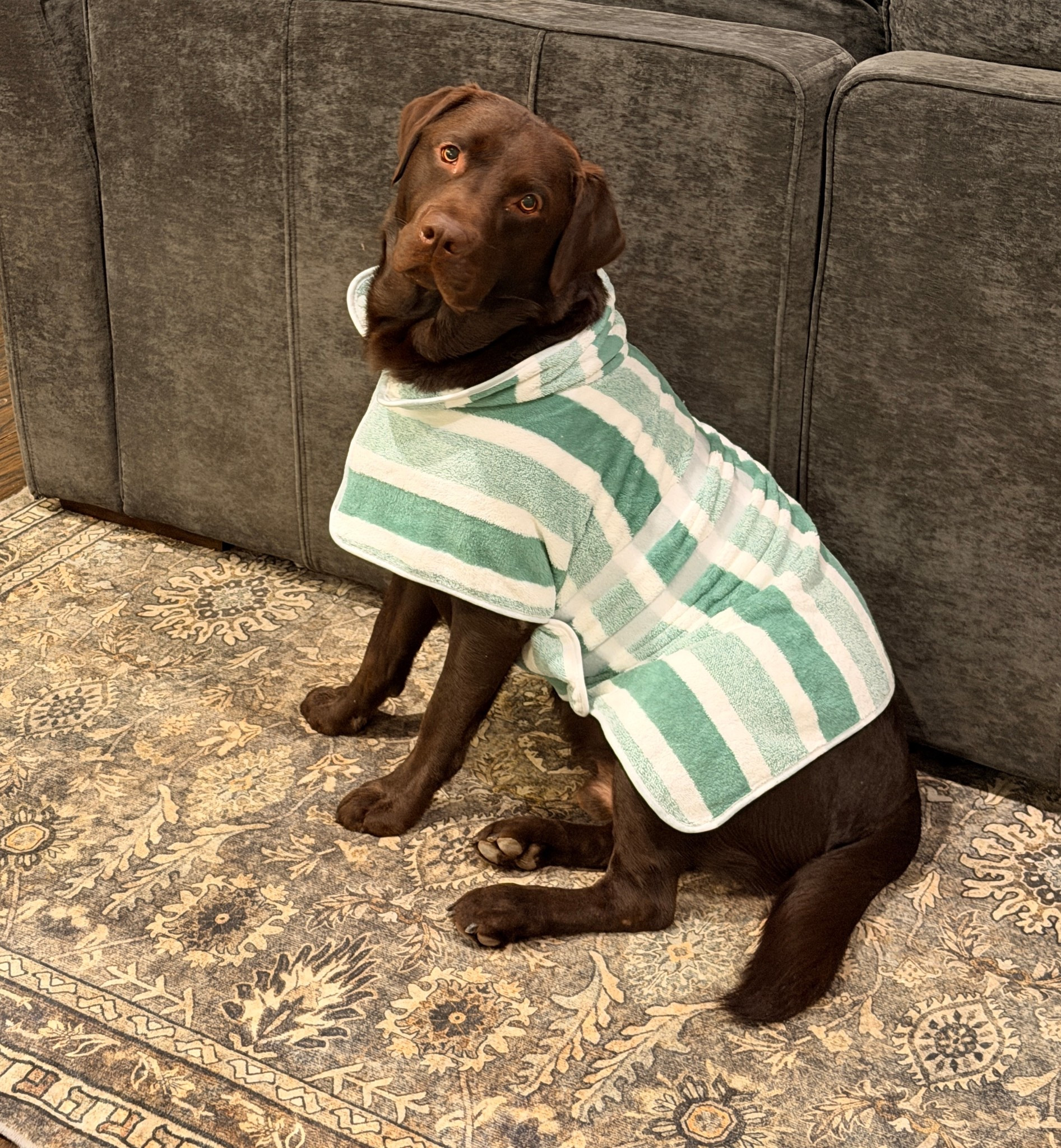 When you can’t keep the lab out of the water… robe it is. 💦🐾 

#dog #dogrobe #dogtowel