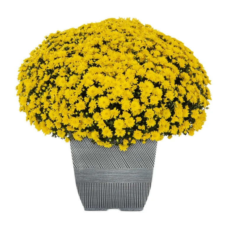 Expert Gardener 1Gal Yellow Garden Chrysanthemum Plant Decorative Square Pot Sun | Walmart (US)