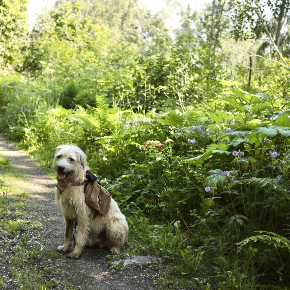 Cloud and his little dog pack 🥰🏔️ so happy with how well this has held up and that he can carry his own stuff on our hikes! 

#LTKSeasonal #LTKtravel #LTKGiftGuide