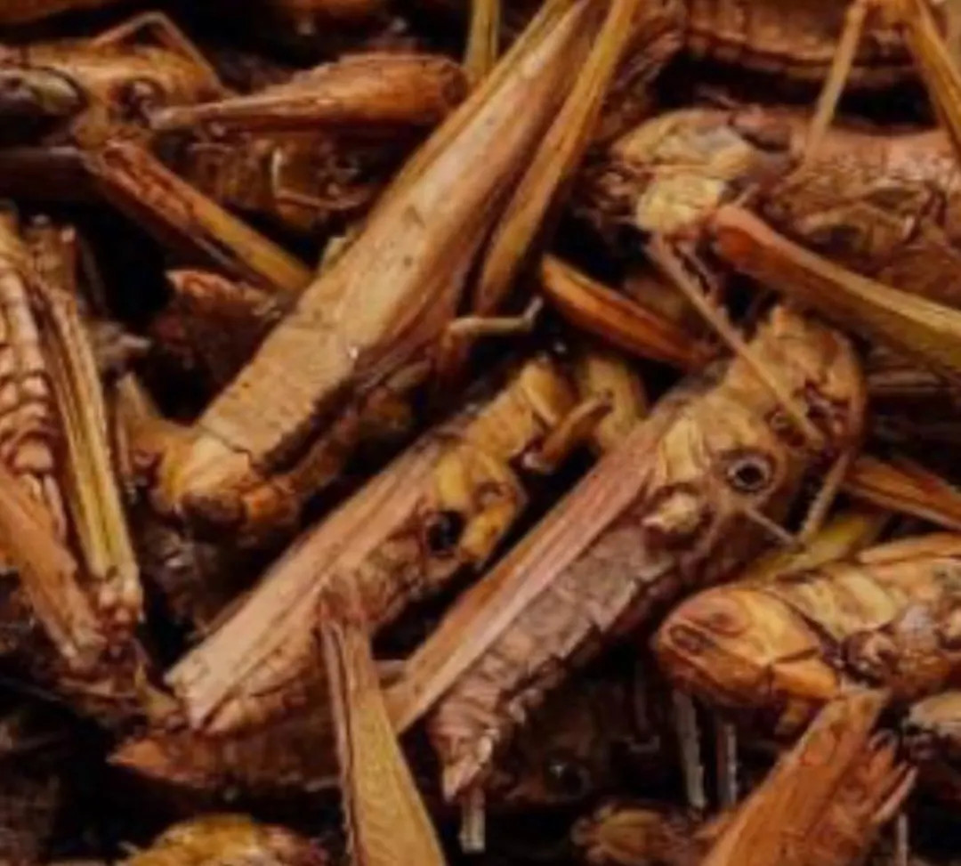 Dehydrated Grasshoppers: Hermit Crab Protein Food - Etsy | Etsy (US)