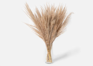 Double The Pampas
                        
                        
                            
... | UrbanStems