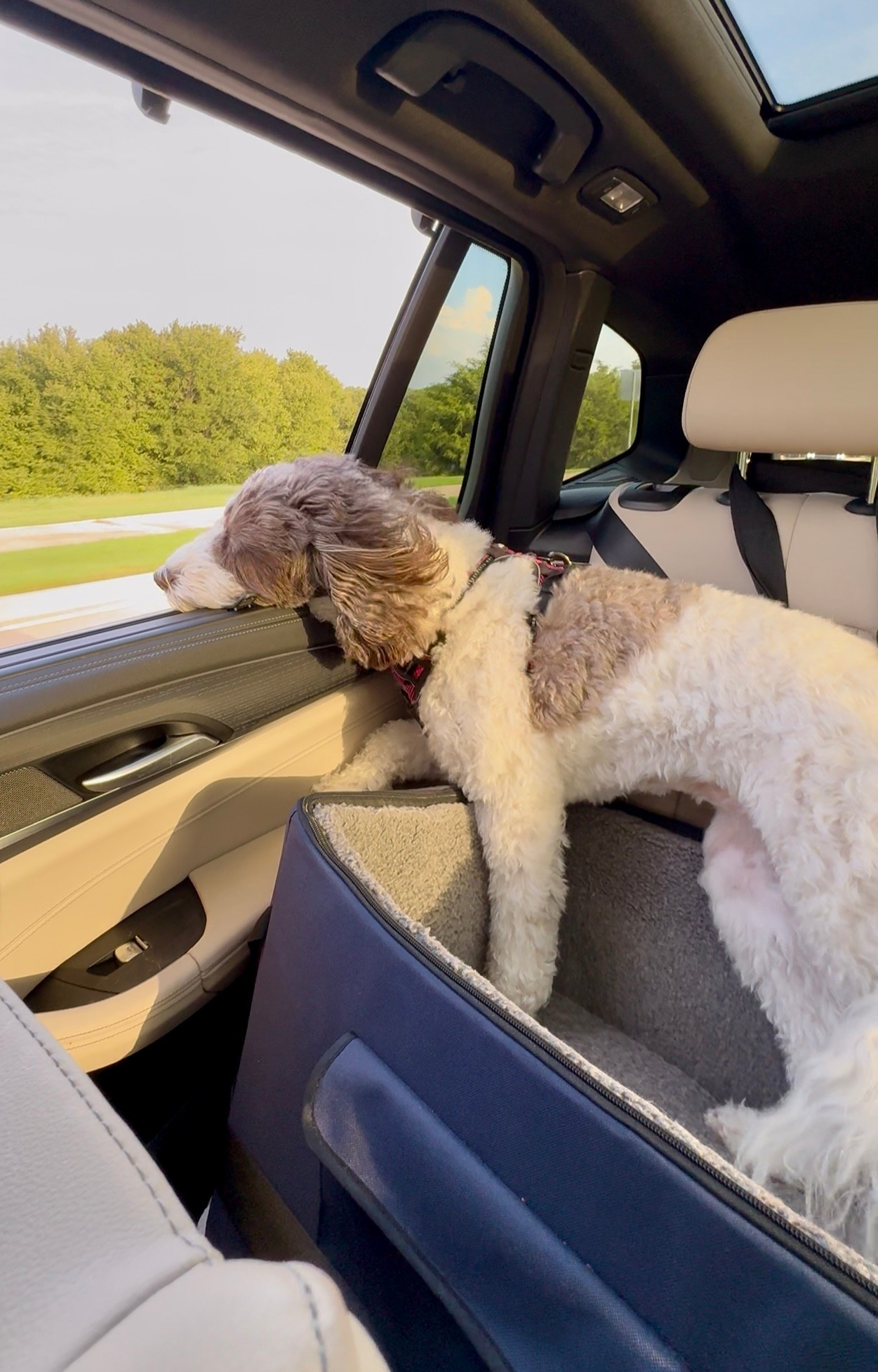 Love this backseat car seat for Chloe! Washable,collapsible, comfortable, securely fasten to car, two Clips to fasten into her harness, and storage pouches! 
Dog Car Seat Medium Sized Dog - Large Dog Car Seat, Up to 55 lbs, Washable Cover, Safety Leashes, Storage Pockets - Foldable & Portable
