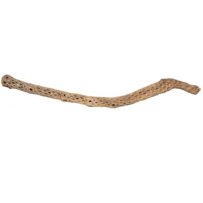 CHOLLA, NATURAL, 36-41" PIECE, Dried | Wayfair North America