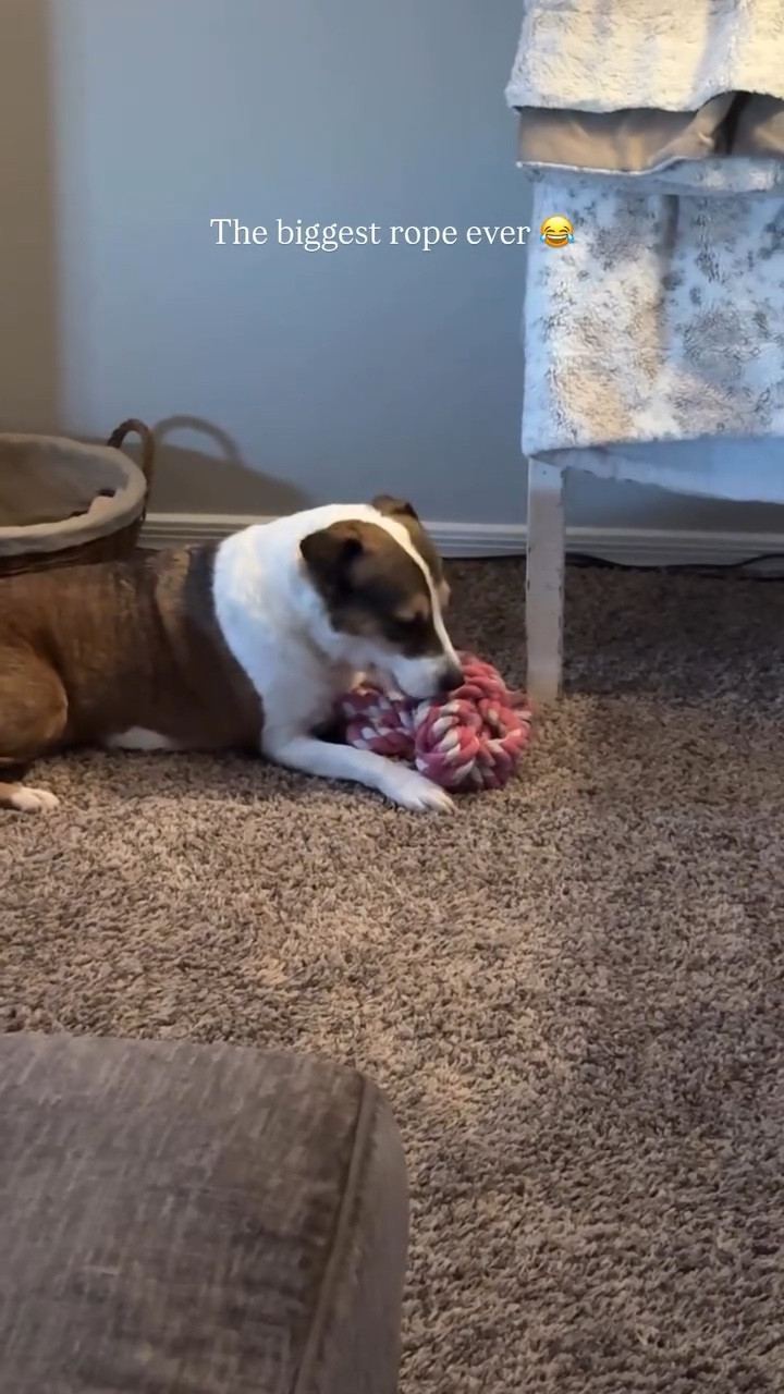 The biggest rope ever 😂 #pets #dogtoys