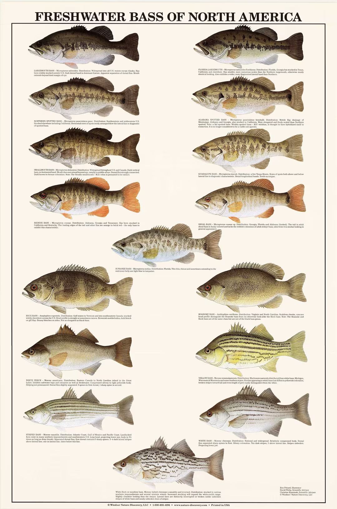 Fish Poster Freshwater Bass Identification Chart Gamefish Fishermen's Wall Art Decor - Etsy | Etsy (US)