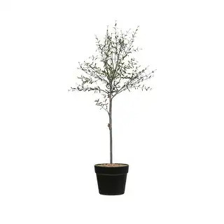 Storied Home | Bed Bath & Beyond