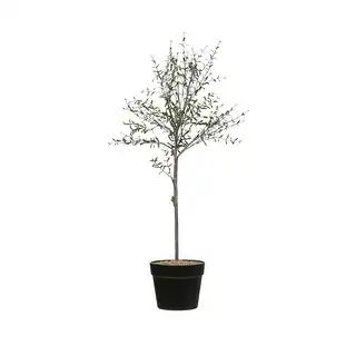 29"H Faux Thyme Topiary in Pot - Overstock - 35297223 | Bed Bath & Beyond