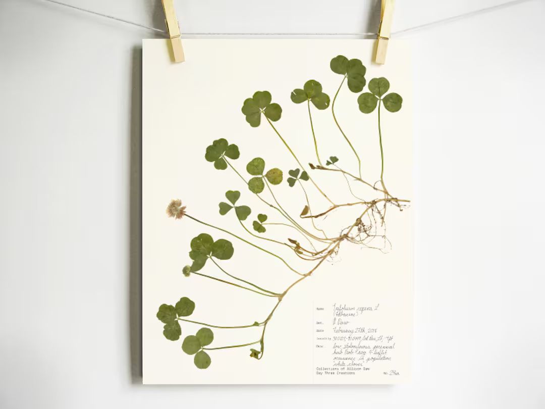 Double Four Leaf Clover Print; pressed clover herbarium print of rare plant Irish gift pressed white | Etsy (US)