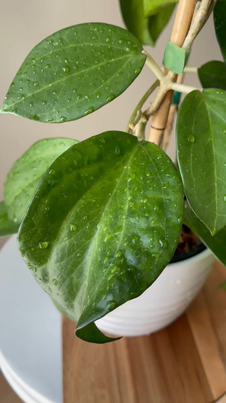 A solid trellis, good medium, and a reliable well balanced fertilizer are key for growing healthy Hoyas!

#LTKHome