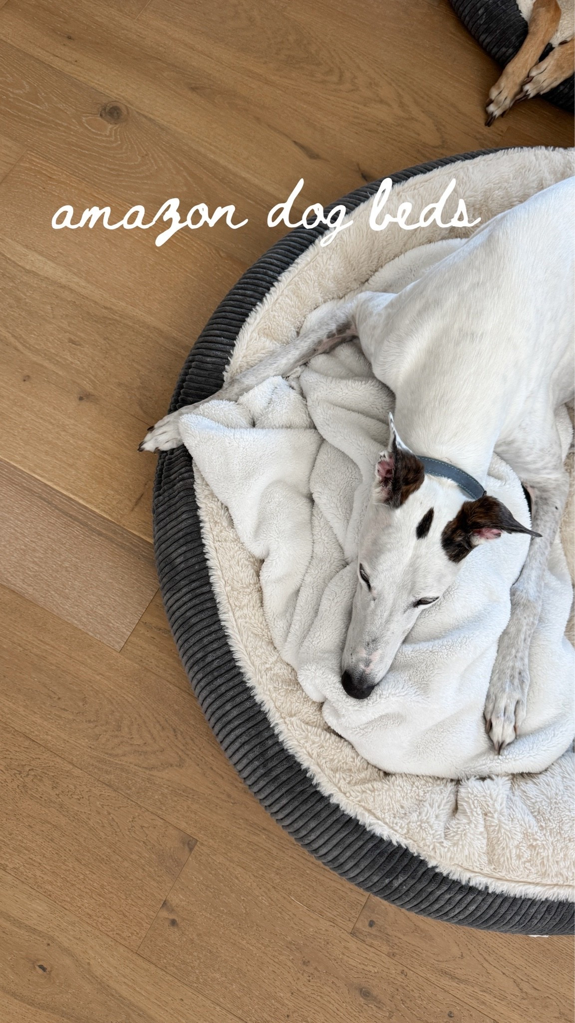 The best dog beds for big dogs!!