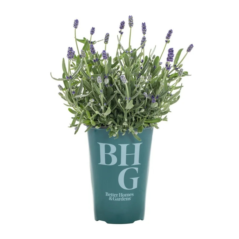 Better Homes & Gardens 2QT Purple Lavender Super Blue Live Perennial Plant Sun | Walmart (US)