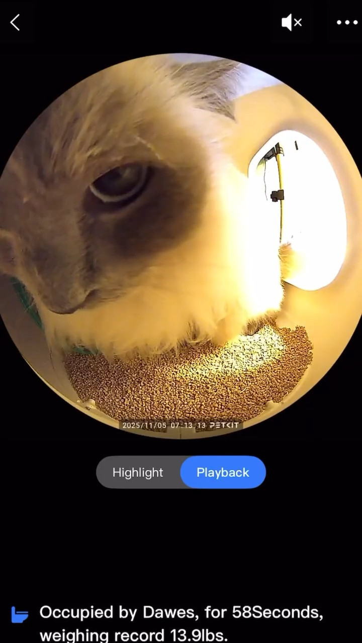 This Automatic Litter Box Tells Me If My Cat Is Sick! #ad #petkit 