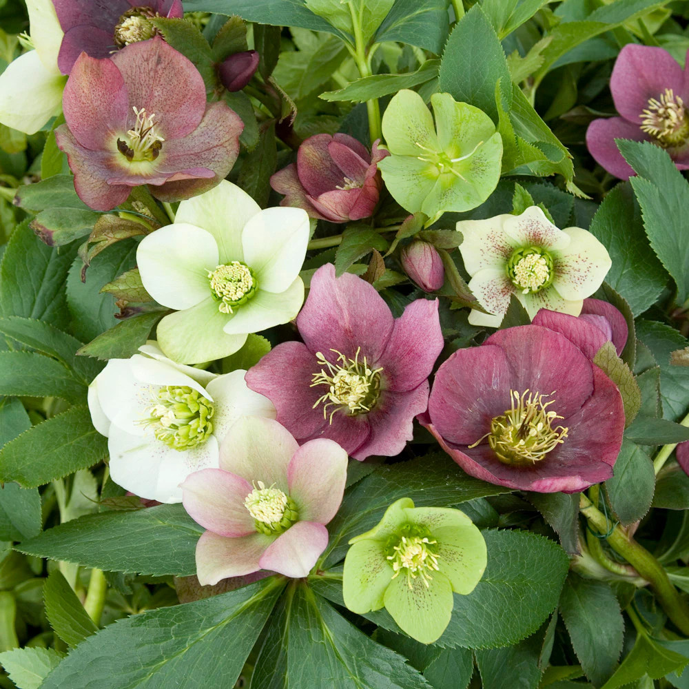 Breck's Flowering Deluxe Lenten Rose Mixture Plant in 5 -Pack Bareroot 5 -Pack - Low Maintenance one_size | 90339 | Lowe's