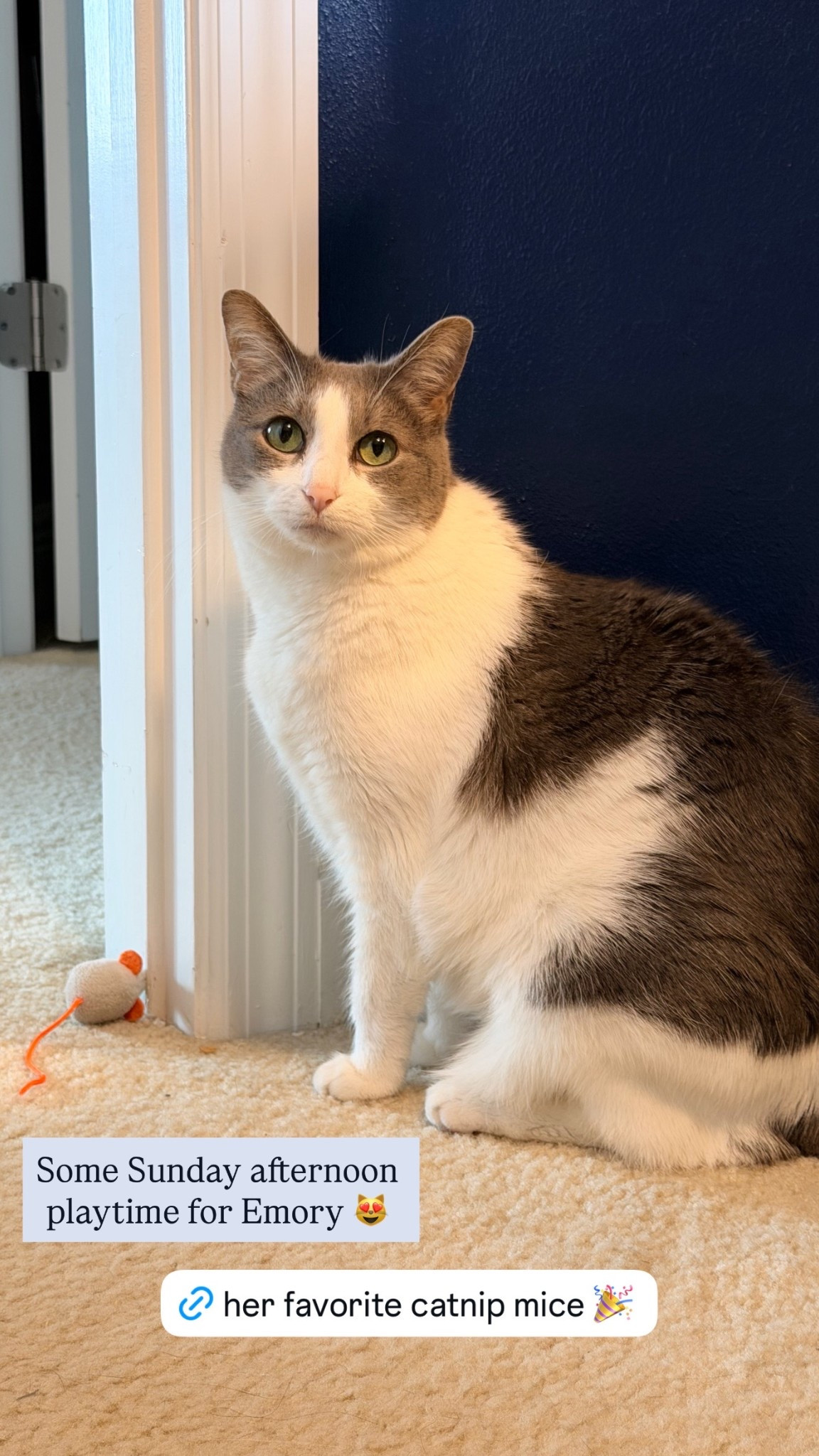 My cats love these little catnip mice! They’re a great price and they’ve given the kitties hours of fun 😻💚✨🐾

#LTKselfcare #LTKstorytime #LTKHome