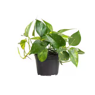 United Nursery Golden Pothos Indoor Vining Houseplant in 6 in. Grower Pot 22310 - The Home Depot | The Home Depot