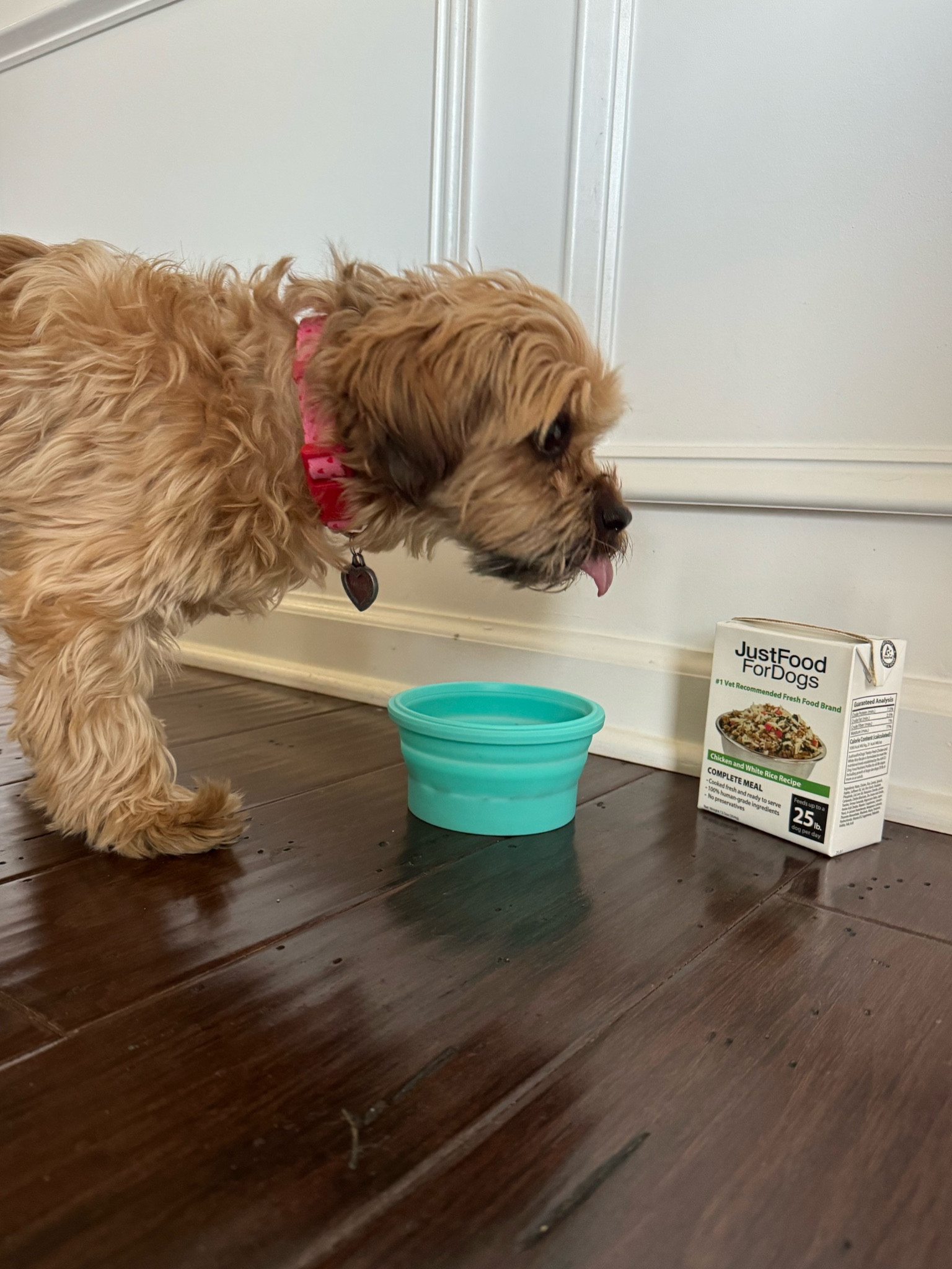Miss Millie is enjoying the health benefits of her 100% human-grade ingredient meals by Food Just For Dogs! 
Available in numerous flavors to meet your fur baby's exquisite palette. 🐶

#LTKhome #LTKfindsunder50 #LTKfamily