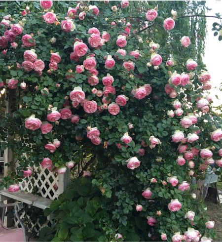 Best pink rose bush. Pink flowers. Garden gift. Mother’s Day present. Climbing rose. Amazon finds. Amazon home. Mother’s Day gift for mom. 💖💕🌸 

#LTKGiftGuide #LTKhome #LTKSeasonal
