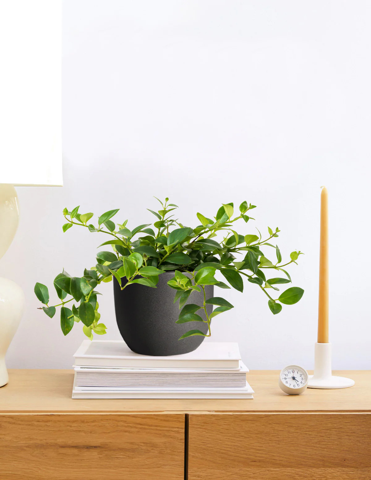 Lipstick Plant | The Sill