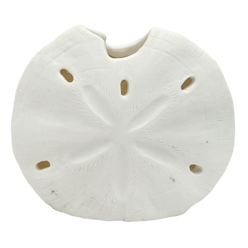 Sand Dollar, 4" | At Home