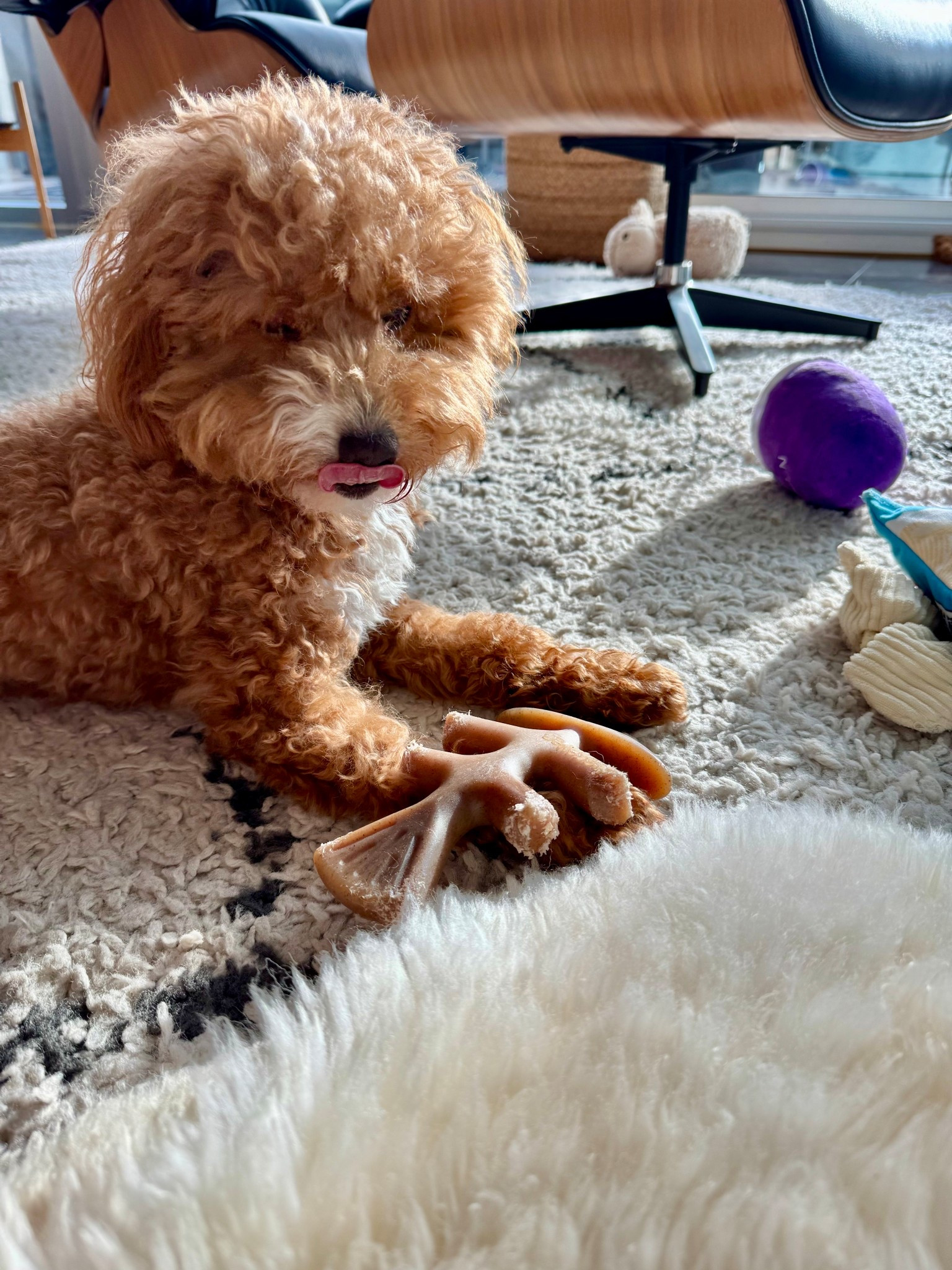 10/10 recommend this chew toy from Benebone for your dog! 

#LTKPets