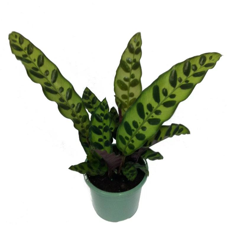 Rattlesnake Plant - Calathea lancifolia - Easy House Plant - 4" Pot - Walmart.com | Walmart (US)