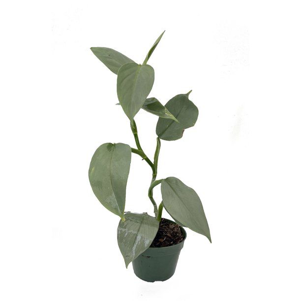 Rare Silver Sword Philodendron Hastatum - 4" Pot | Walmart (US)