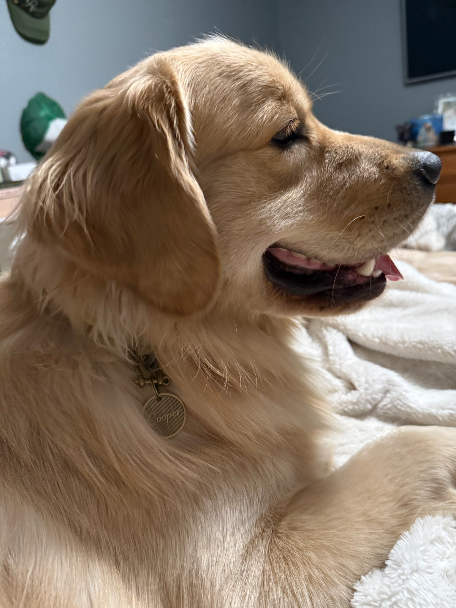 Cooper modeling his new tag🤎🤩 he also got a new collar this weekend, such a cutie ☺️ #LTKpets #dogmom #etsy #etsyfinds

#LTKdayinmylife