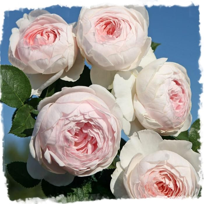 Amazon.com : Earth Angel Parfuma Rose, 1.5 Gal Potted, Blush Pink Peony-Shaped Blooms, Own Root, ... | Amazon (US)