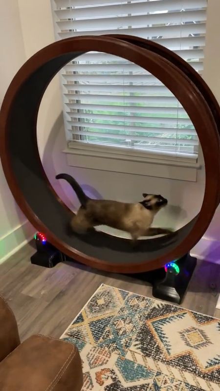 LINK IN BIO 🐱 Calling all cat lovers! 🐾 Tired of your feline friends lounging around all day? Introducing the Cat Wheel Exerciser – the ultimate solution for keeping your kitties active and entertained! 🌀 Grab Yours Here: https://amzn.to/3STqB3G  This purr-fect invention comes in tons of colors and styles to match your home decor and your cat's unique personality. 🎨 Plus, it's easy to set up, so you can start the fun in no time! 🎉  I laid treats on it until they could figure out how to use it, and let me tell you, the results were hilarious! 😹 Now they fight over who gets a turn, sprinting and spinning like little furry athletes. 🏃‍♀️ It's like having your own tiny kitty Olympics right in your living room! 🏅  Trust me when I say, it's the best thing I ever got for my cats. 🌟 Not only does it keep them physically active, but it also provides mental stimulation and prevents boredom. 🧠 Say goodbye to those lazy afternoons and hello to endless entertainment! 🌈  Give your cats the gift of fun and fitness with the Cat Wheel Exerciser – you won't regret it! 💖 #healthycat  #amazonpets  #amazonfinds  #founditonamazon  #amazonhomefinds  #catlover  #catoftheday  #catloversclub  

#LTKMostLoved #LTKVideo #LTKhome