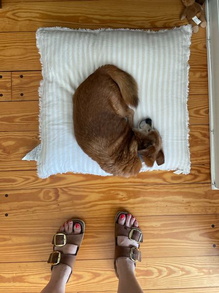 Bruno needs a new bed downstairs so I’m testing out a Target Casaluna linen pillow in Euro size. He seems to approve  

#LTKunder50 #LTKhome #LTKFind