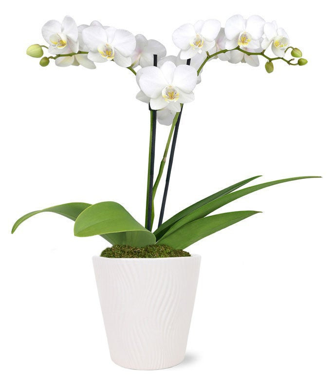 Pearly White Orchid Plant | From You Flowers