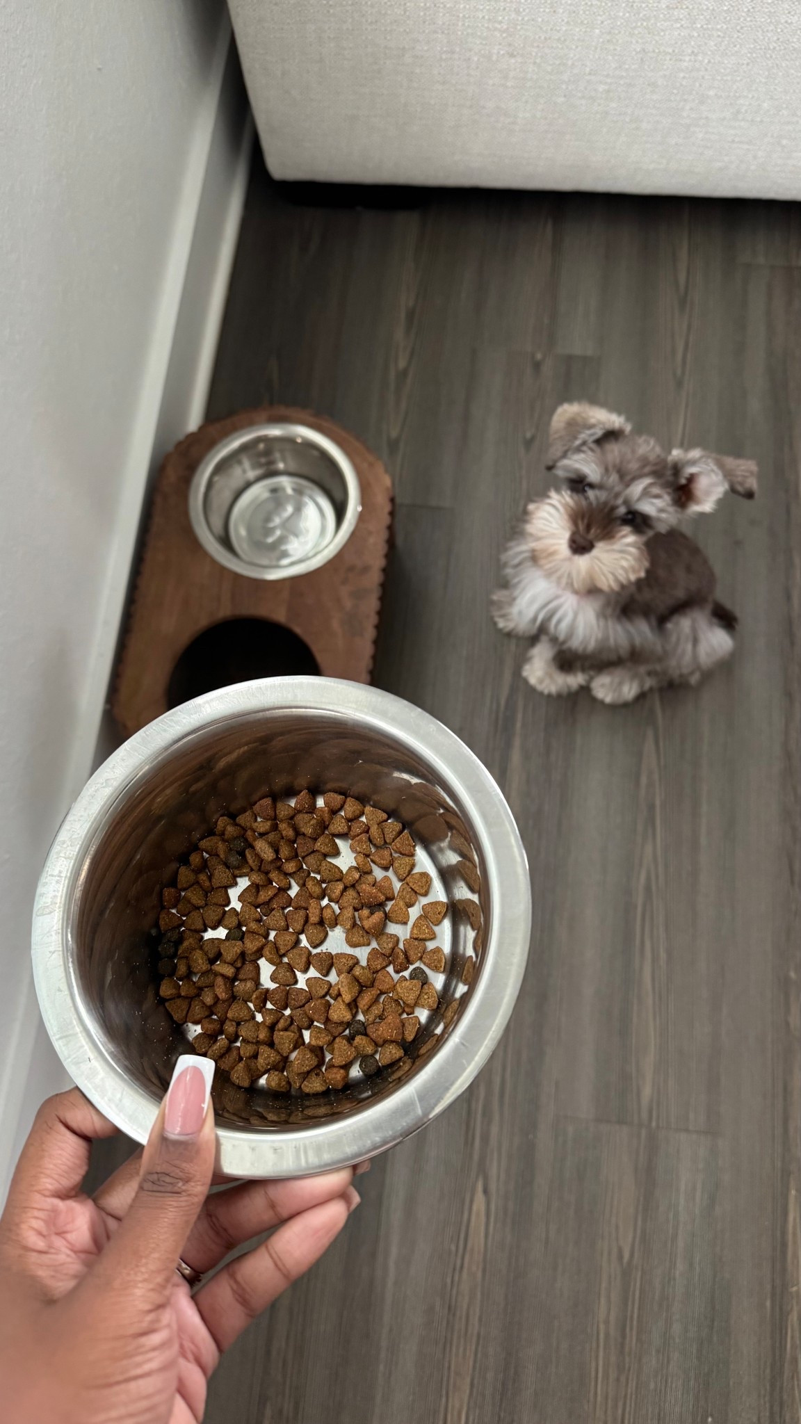 Snapped the cutest picture of my little gentleman waiting so patiently for his food. 🐶🥹

#LTKFindsUnder50 #LTKHome #LTKPets