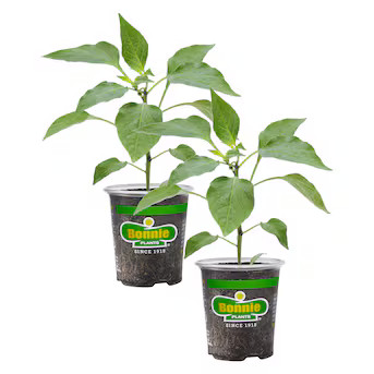 Bonnie Plants 2 -Pack Sweet Banana Pepper Plant in Pot | Lowe's