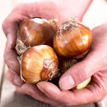 White Mammoth Paperwhites Bulbs Bagged 6-Count | Lowe's