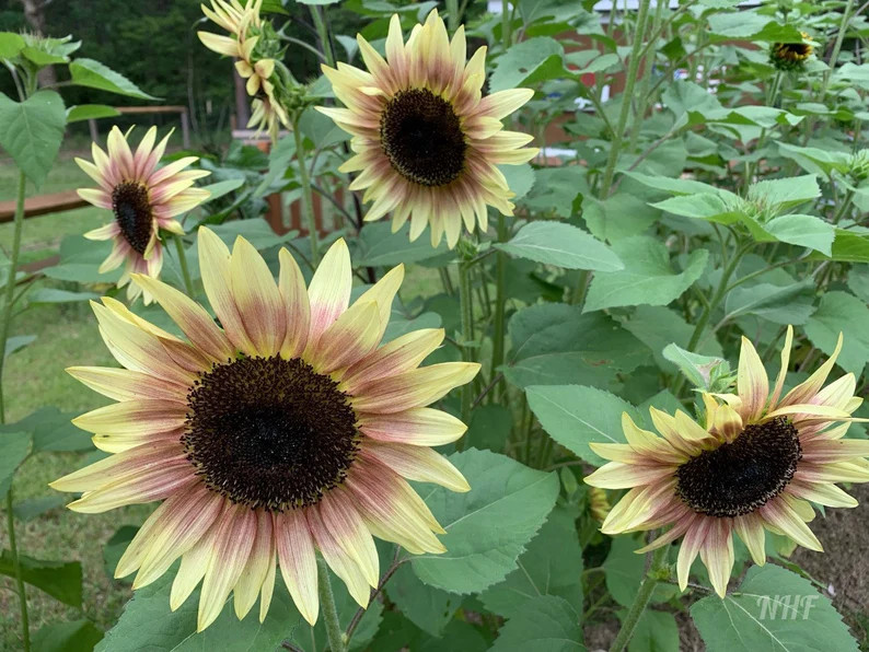 25 Strawberry Sunrise Pink Sunflower Seeds | Etsy (US)