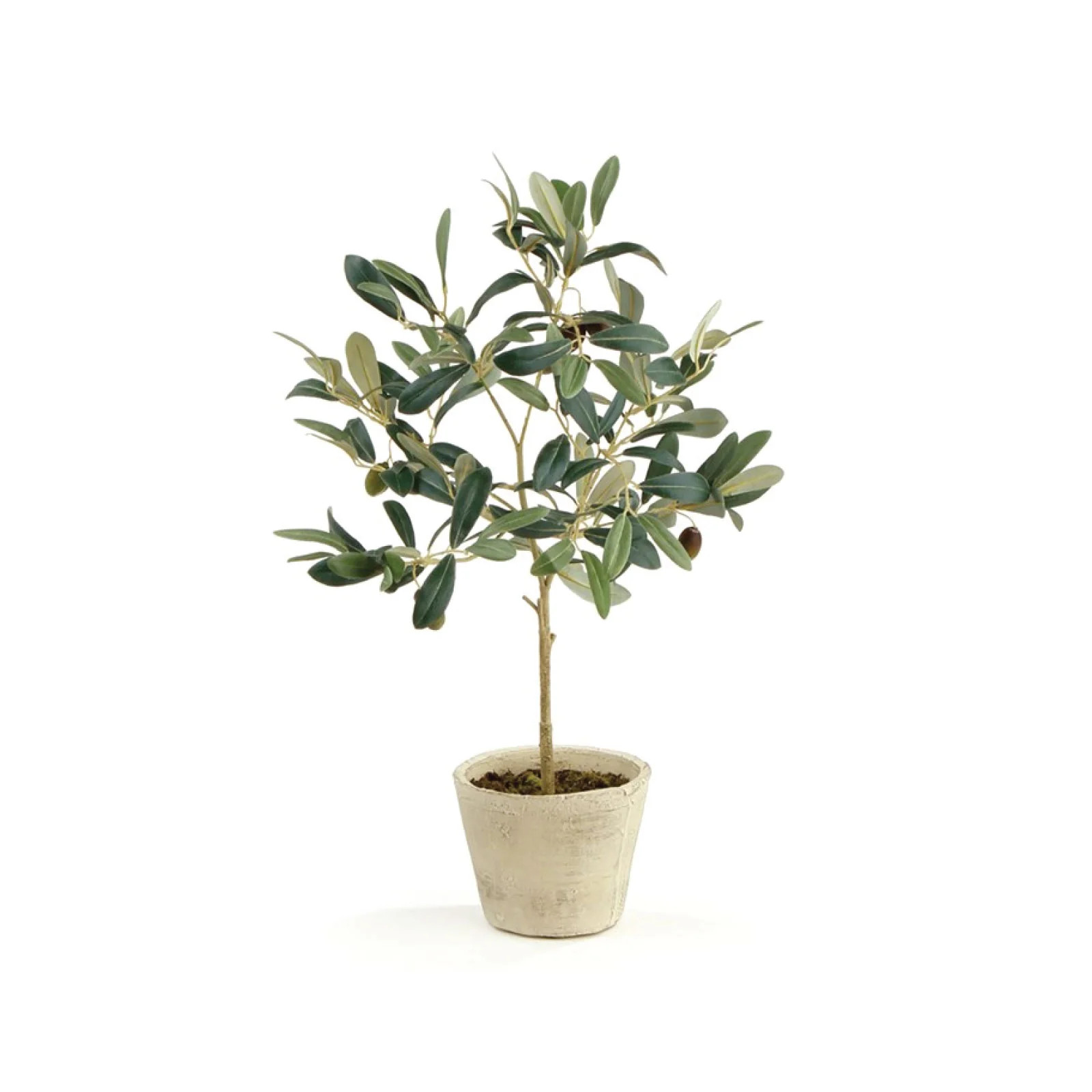 Petite Potted Olive Tree | Brooke & Lou | Brooke and Lou