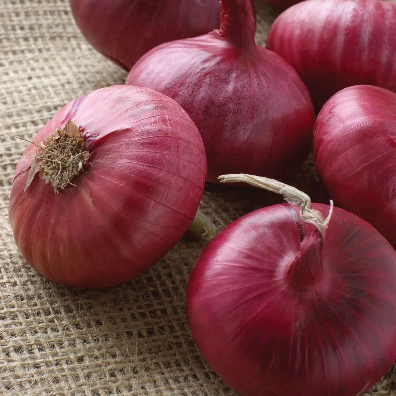 Van Zyverden - Onion Red Sets Dormant Bulb GMO Free Full Sun; 6+ Hrs; Red | Walmart (US)
