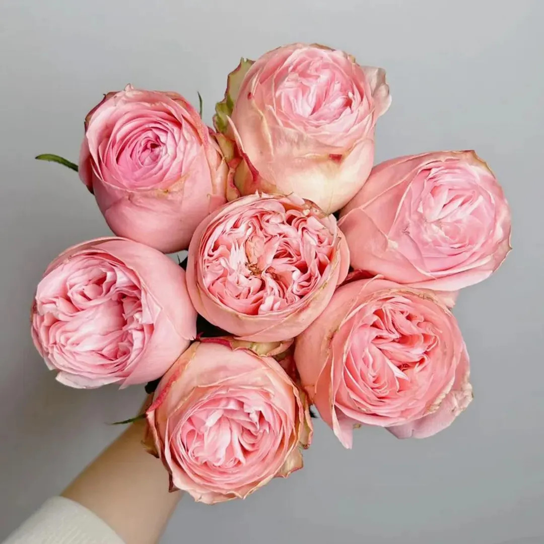 Rose “garden Fashion” French Cut Rose Live Plant Rare Color Shrub, Ownroot 6 Inch - Etsy | Etsy (US)