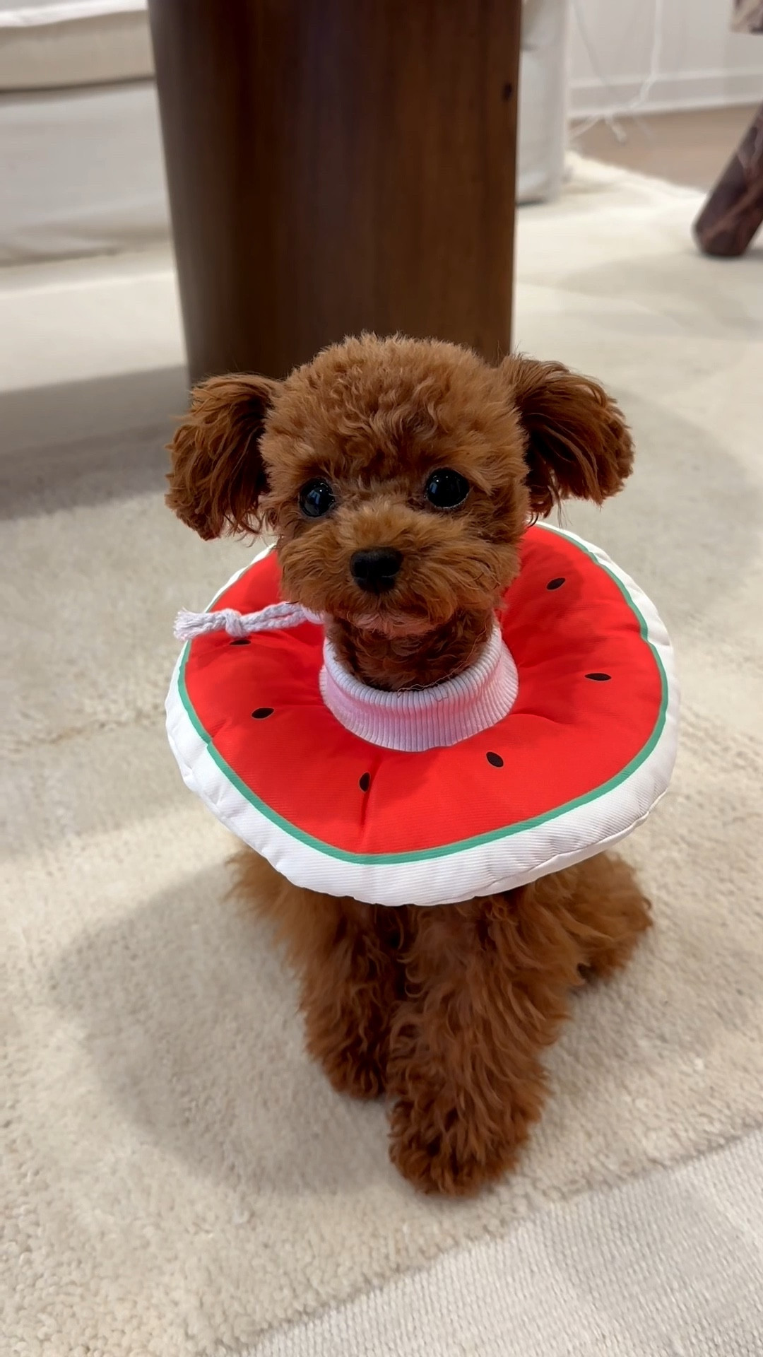Dog surgery essential! Plushie cone for recovery 🐶🍉🍩💉

#LTKdayinmylife #LTKootd #LTKBaby