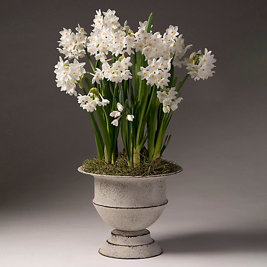 Paperwhites, Metal Urn | Terrain