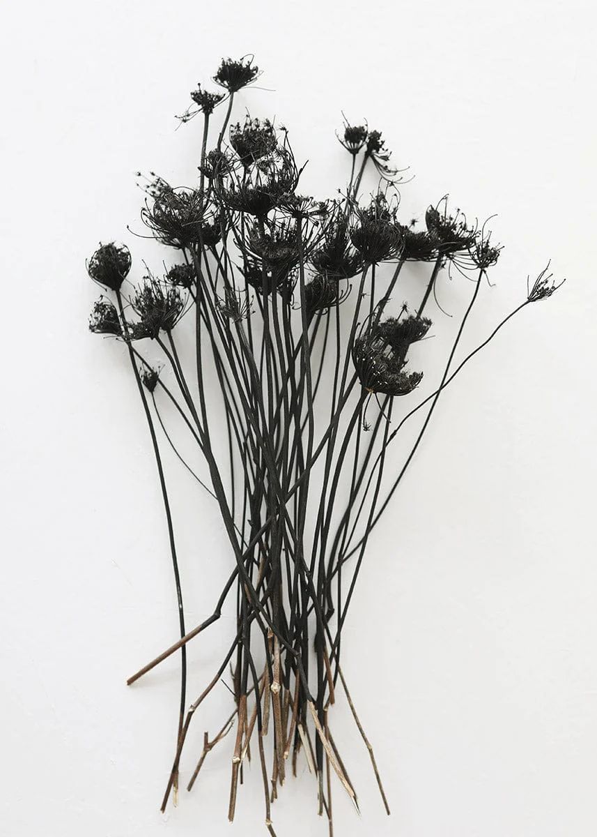 Dried Queen Anne's Lace Flower Bundle in Black - 12-22" | Afloral