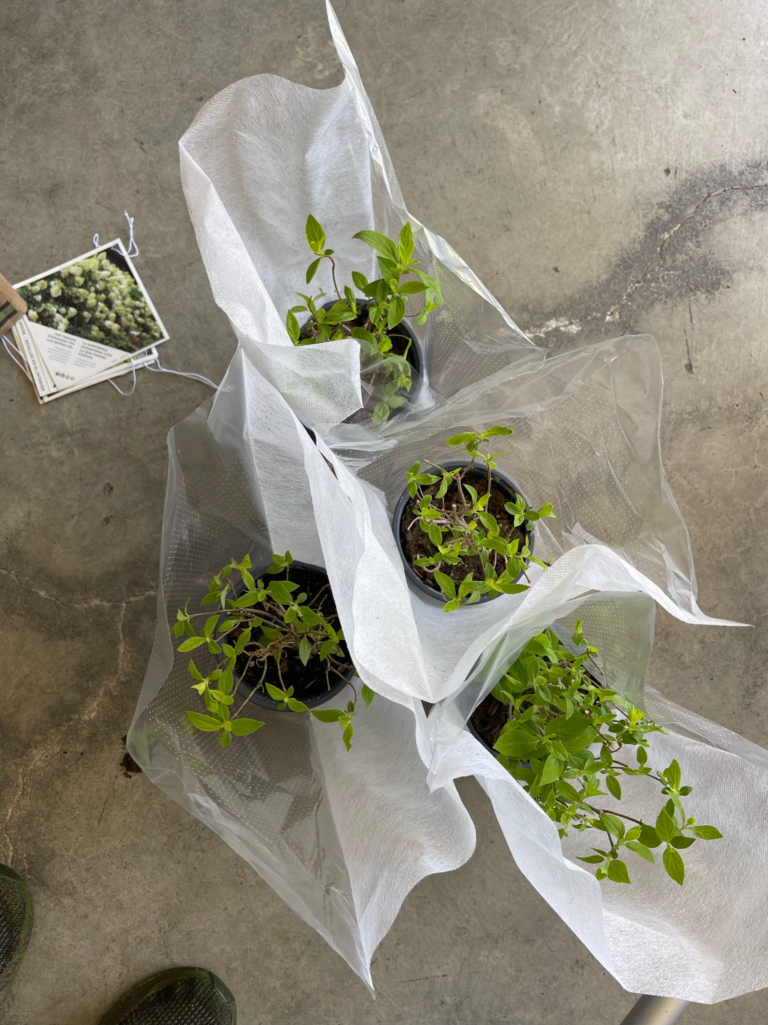 Limelight hydrangeas, online plants, hydrangea plants 

#LTKhome #LTKSeasonal #LTKunder50