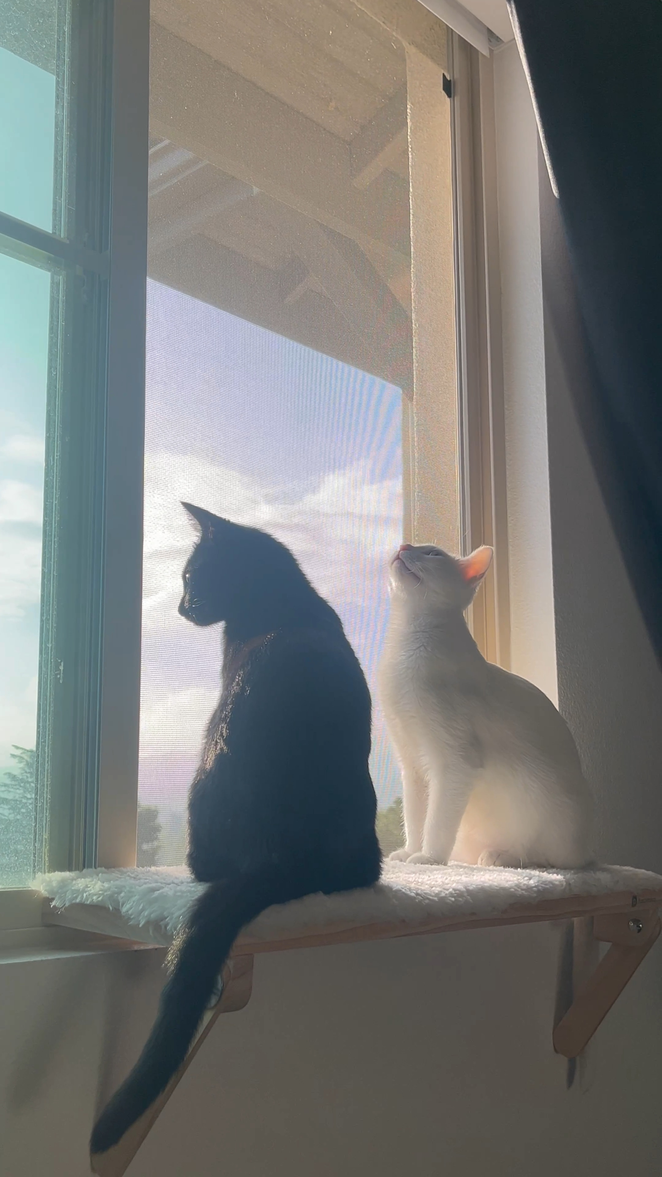 I found this window shelf on Etsy and my cats LOVEEEE it. Its not a permanent shelf, it’s very easy to put on the window/remove it so it’s perfect for small living or if you’re renting a place! It can hold up both my kittens (7 months old in the video) so it’s pretty sturdy! Definitely a good gift for someone who has cats that need some extra space to look out the window 🤍🖤

#LTKhome #LTKGiftGuide #LTKVideo