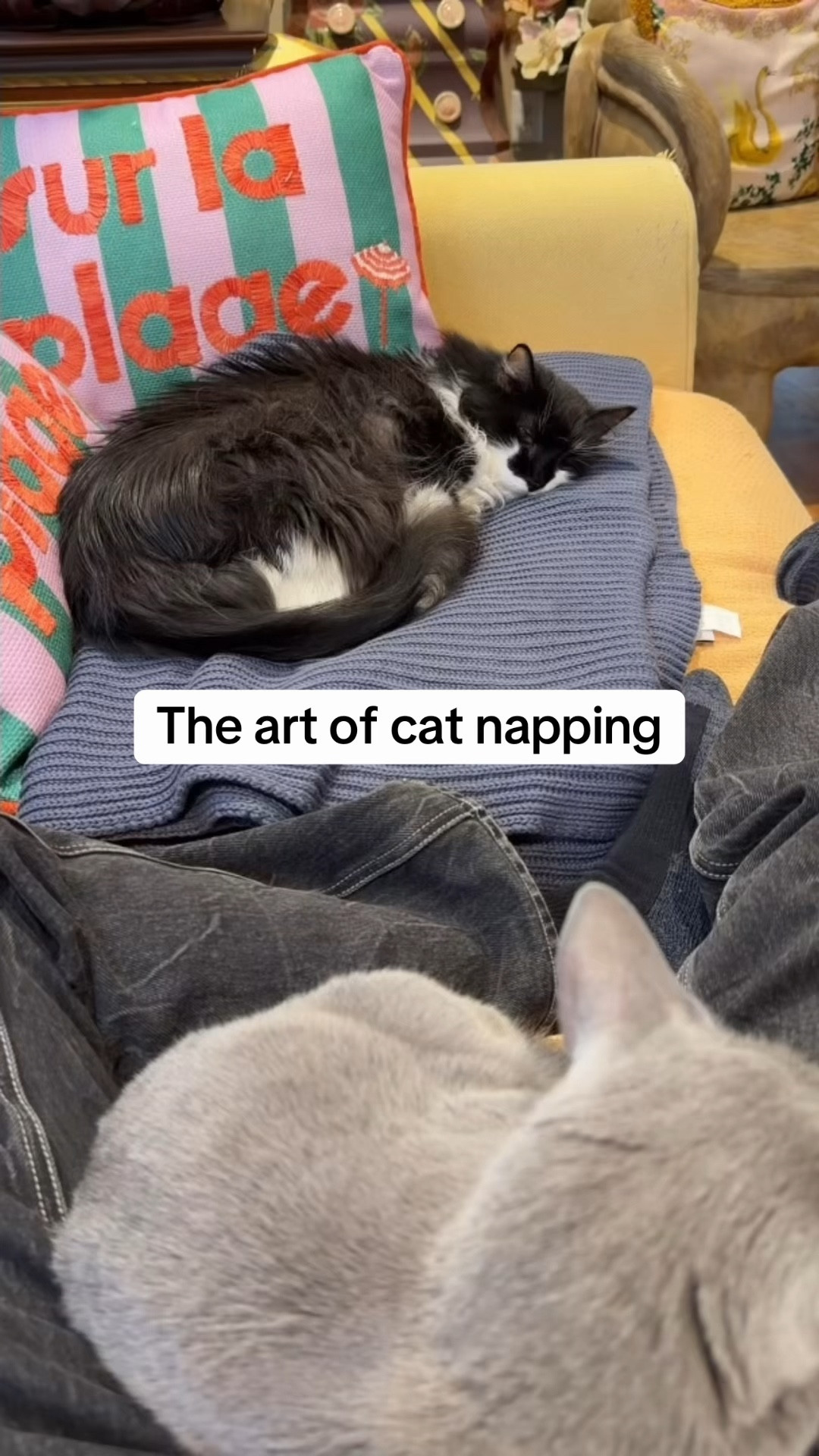 Peter and Max figure out how to nap on my new bedding 

#LTKstorytime #LTKHome #LTKvlog