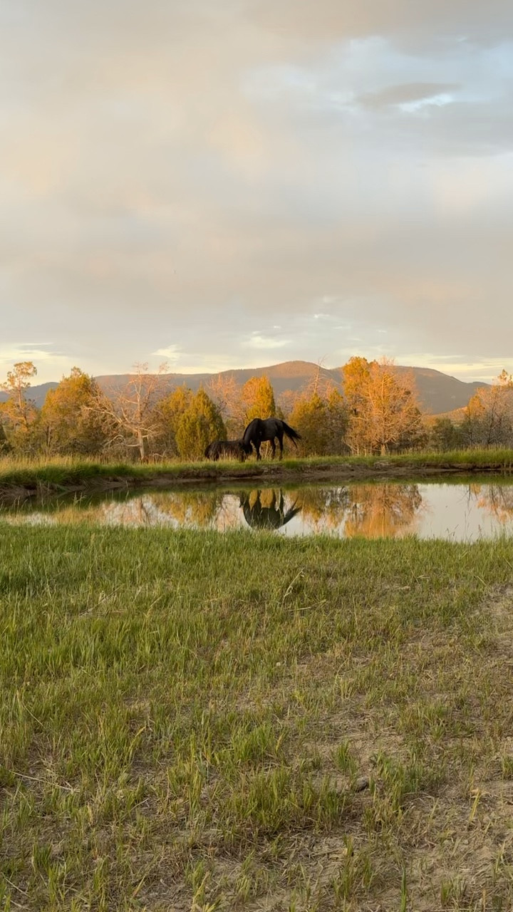 😍🙌🏽Loving the reflection of the boys on the pond. 🐎🐎🐎🐎🐎 They will be happy when they get sprayed  with some fly spray.

#LTKActive