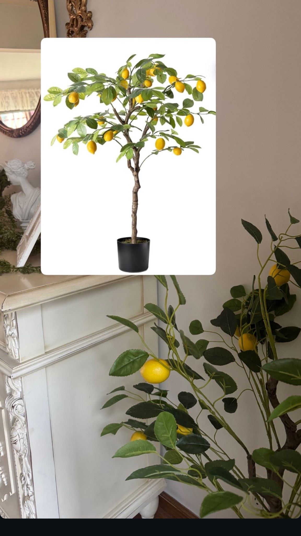 Lemon Tree🍋

#LTKHome #LTKspring #LTKspringtrends