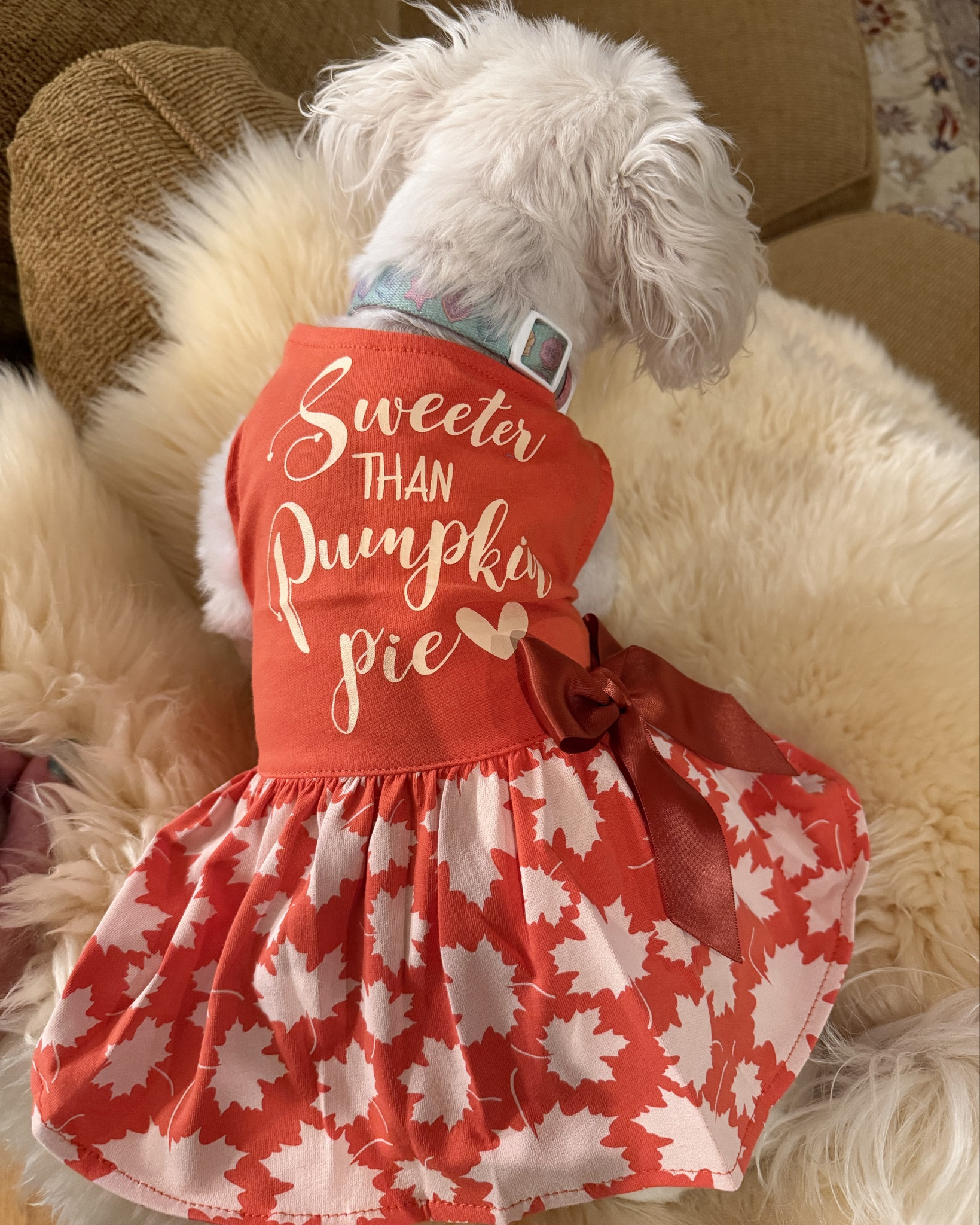 Holiday Dog Apparel 

On sale!!! 

How cute are these dog dresses for the holidays? So many cute designs available for upcoming holidays, birthdays etc. Don’t forget about your fur baby at the holidays. I will be grabbing the cute candy cane one next. 

Linked many of my favorites below. 

#LTKPets #LTKFindsUnder50 

pets, dog dresses, dog clothing, dog apparel, gift for dogs, fur baby gift, gift idea, cute dresses, Thanksgiving dress, Christmas dress, dog toys, gifts for dogs, 



#LTKGiftGuide #LTKHoliday #LTKSaleAlert